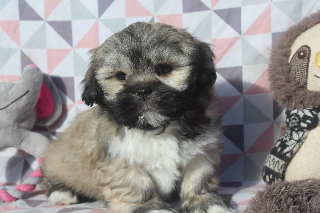 of caniland's dream - Chiot disponible  - Lhassa Apso