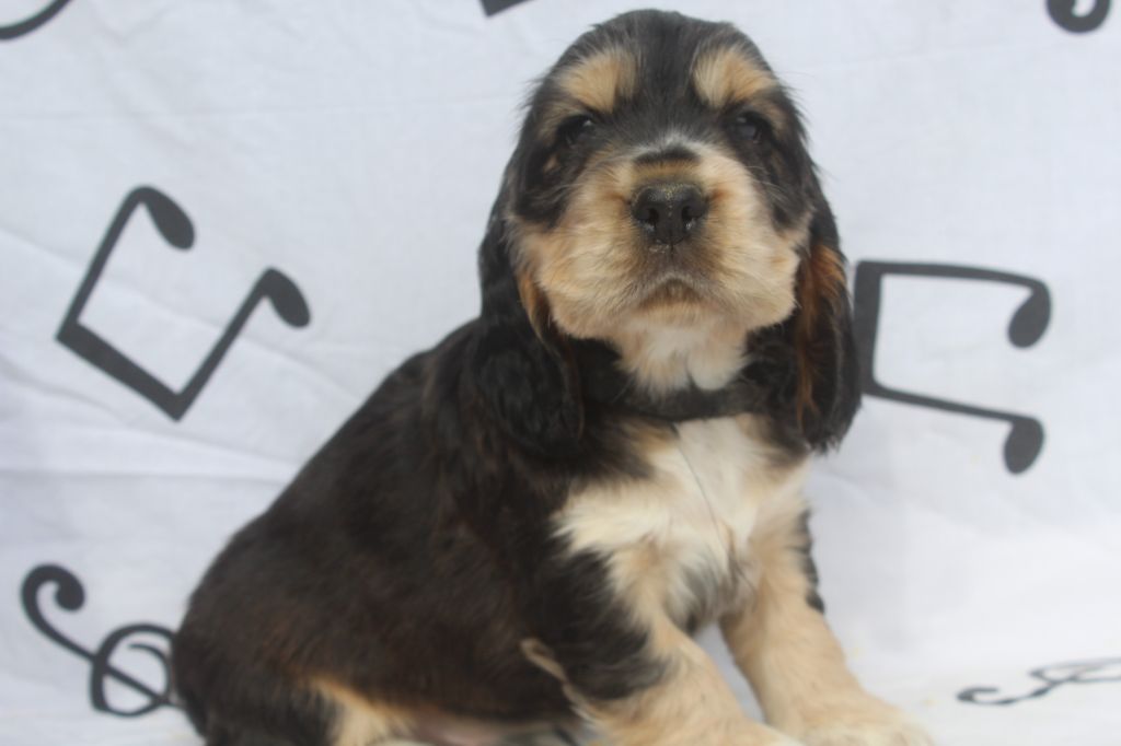 of caniland's dream - Chiot disponible  - Cocker Spaniel Anglais