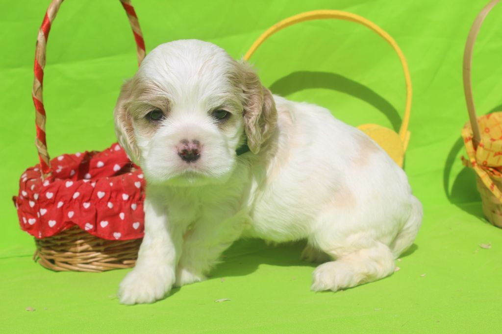 of caniland's dream - Chiot disponible  - American Cocker Spaniel