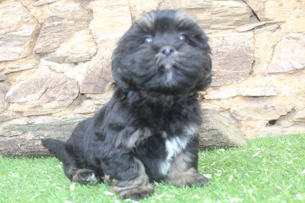 of caniland's dream - Chiot disponible  - Lhassa Apso