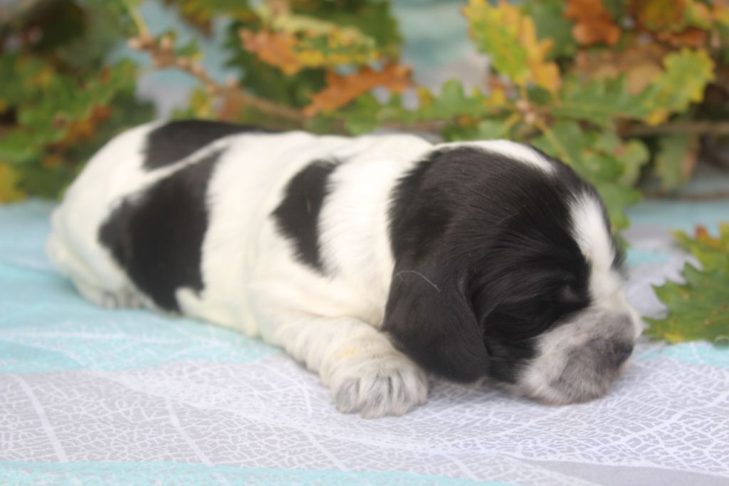 of caniland's dream - Chiot disponible  - Cocker Spaniel Anglais