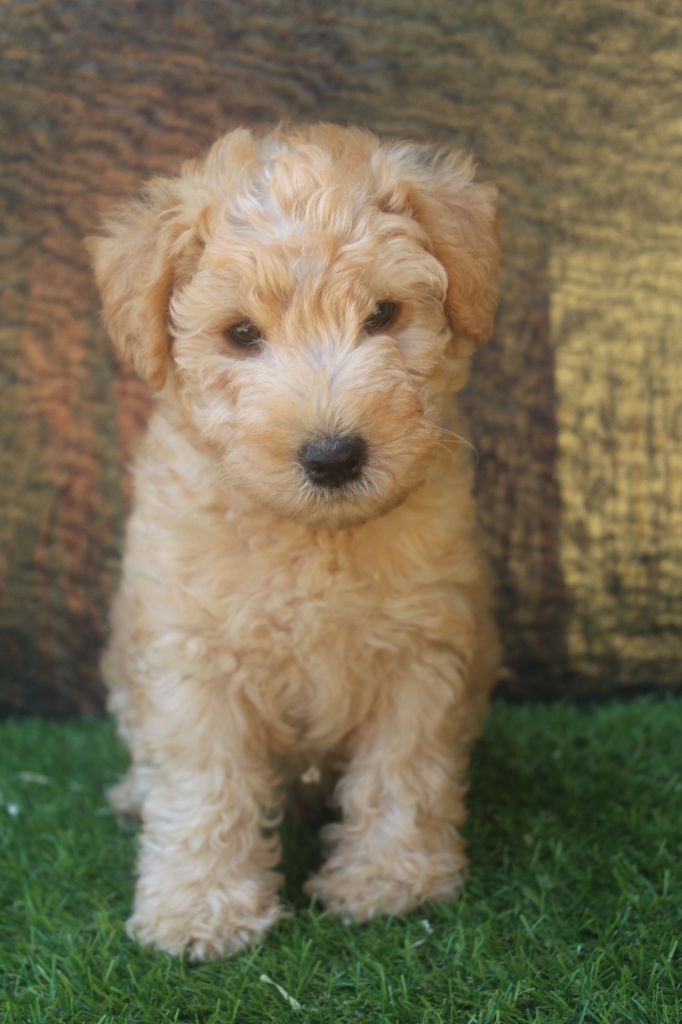 of caniland's dream - Chiot disponible  - Lakeland Terrier