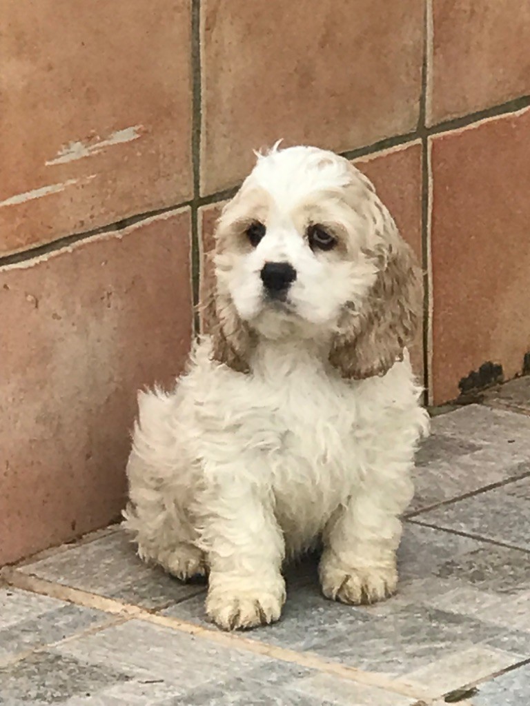 of caniland's dream - Chiot disponible  - American Cocker Spaniel