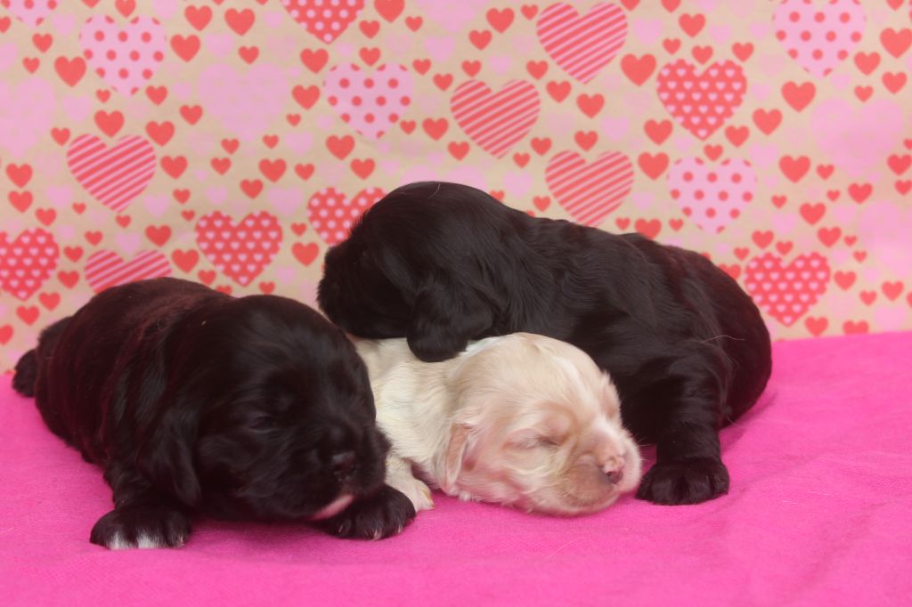 chiot American Cocker Spaniel of caniland's dream