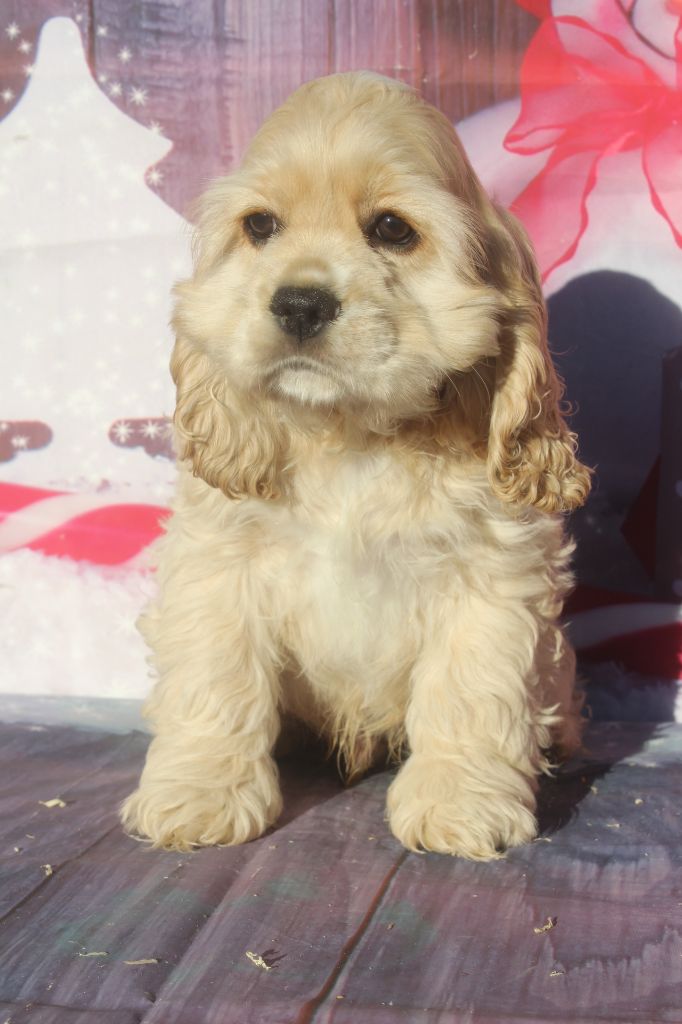 of caniland's dream - Chiot disponible  - American Cocker Spaniel