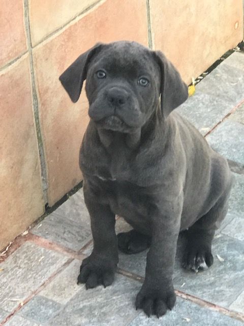 of caniland's dream - Chiot disponible  - Cane Corso