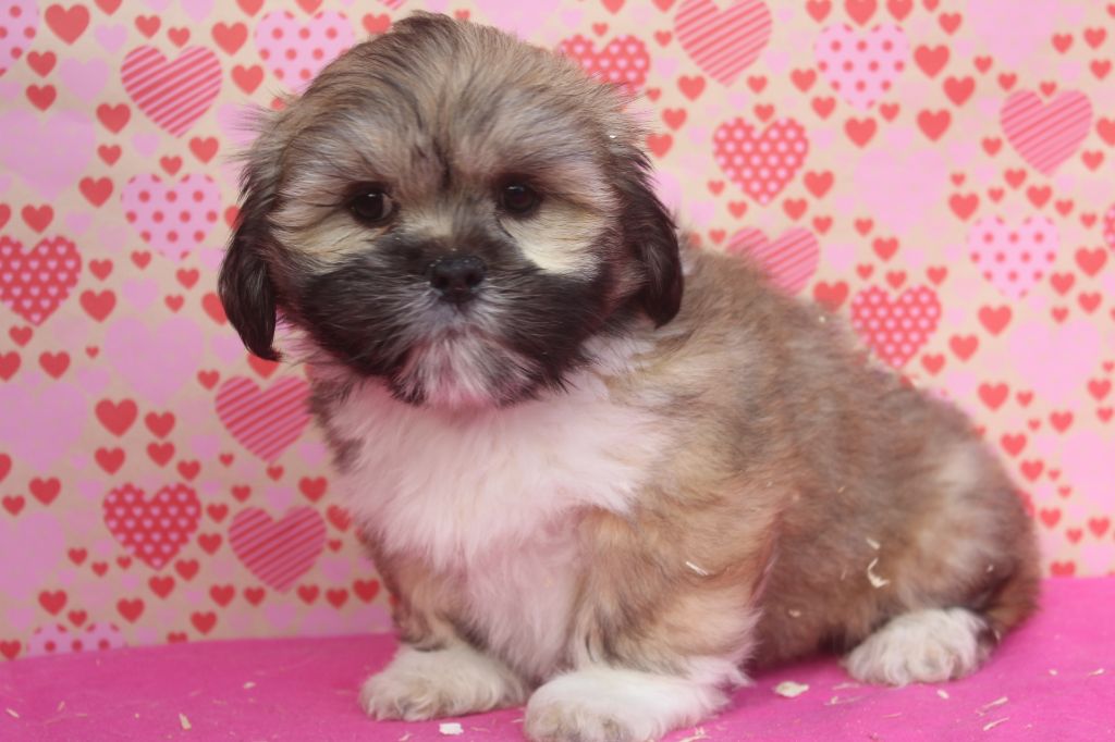 of caniland's dream - Chiot disponible  - Lhassa Apso