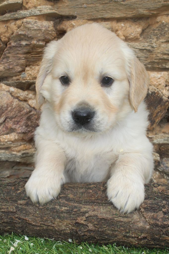 of caniland's dream - Chiot disponible  - Golden Retriever