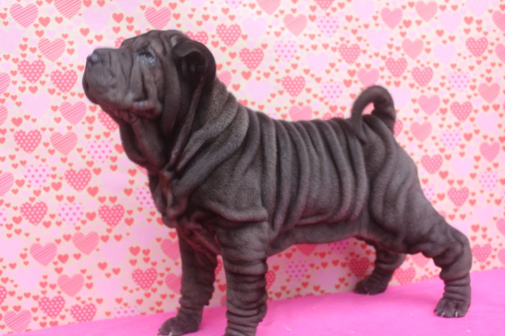 of caniland's dream - Chiot disponible  - Shar Pei