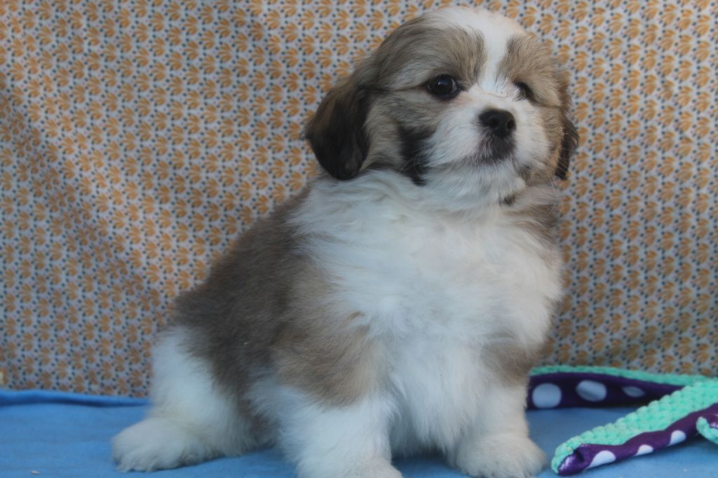 of caniland's dream - Chiot disponible  - Lhassa Apso