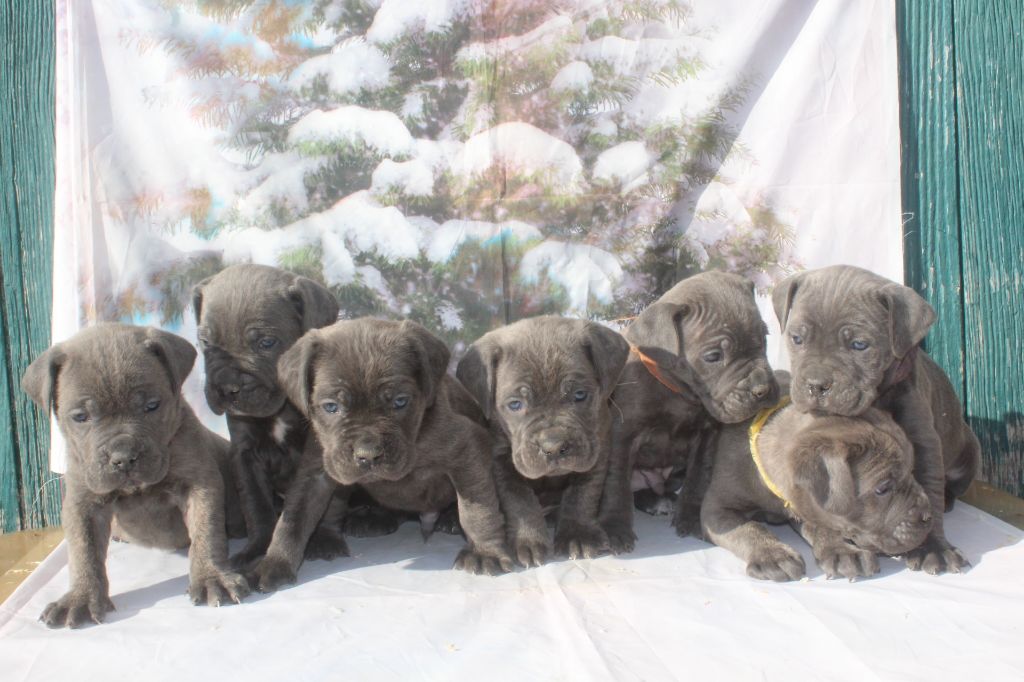 chiot Cane Corso of caniland's dream