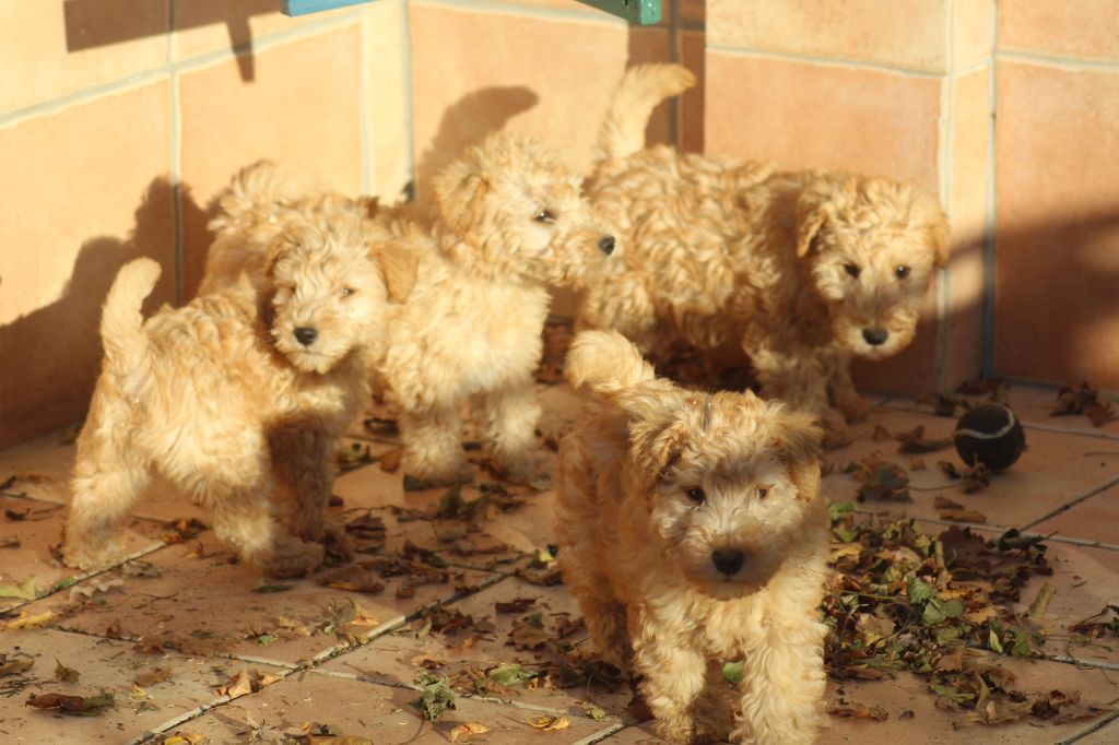 chiot Lakeland Terrier of caniland's dream