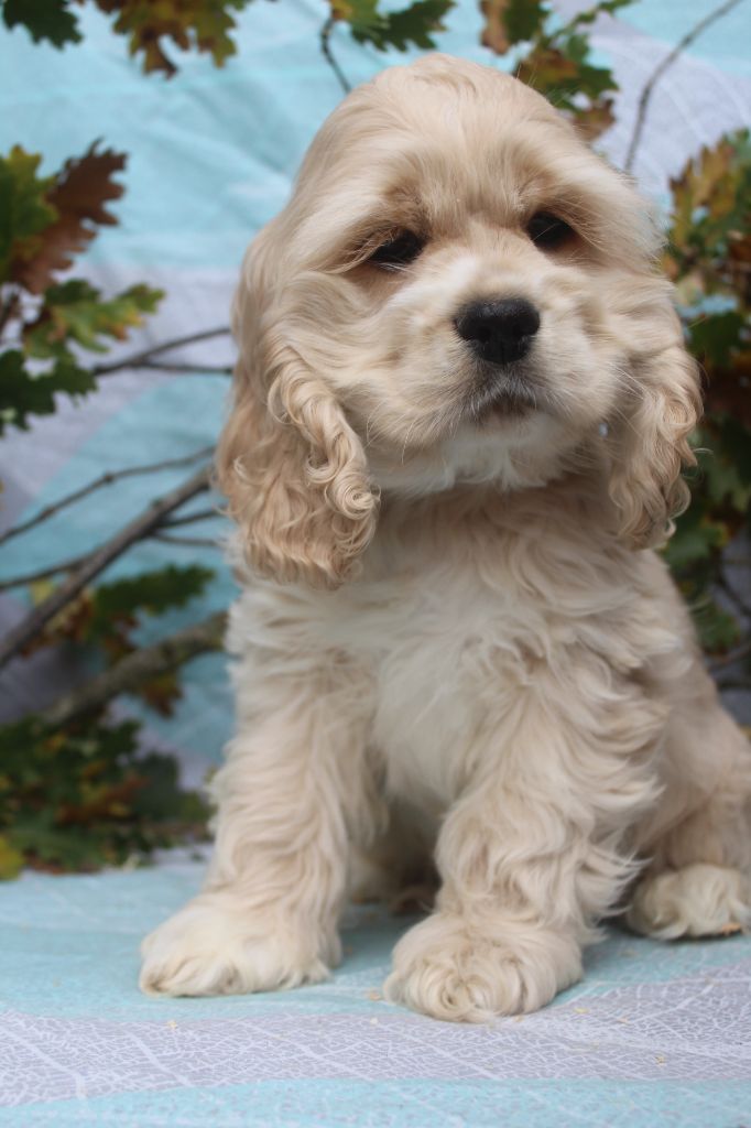 of caniland's dream - Chiot disponible  - American Cocker Spaniel