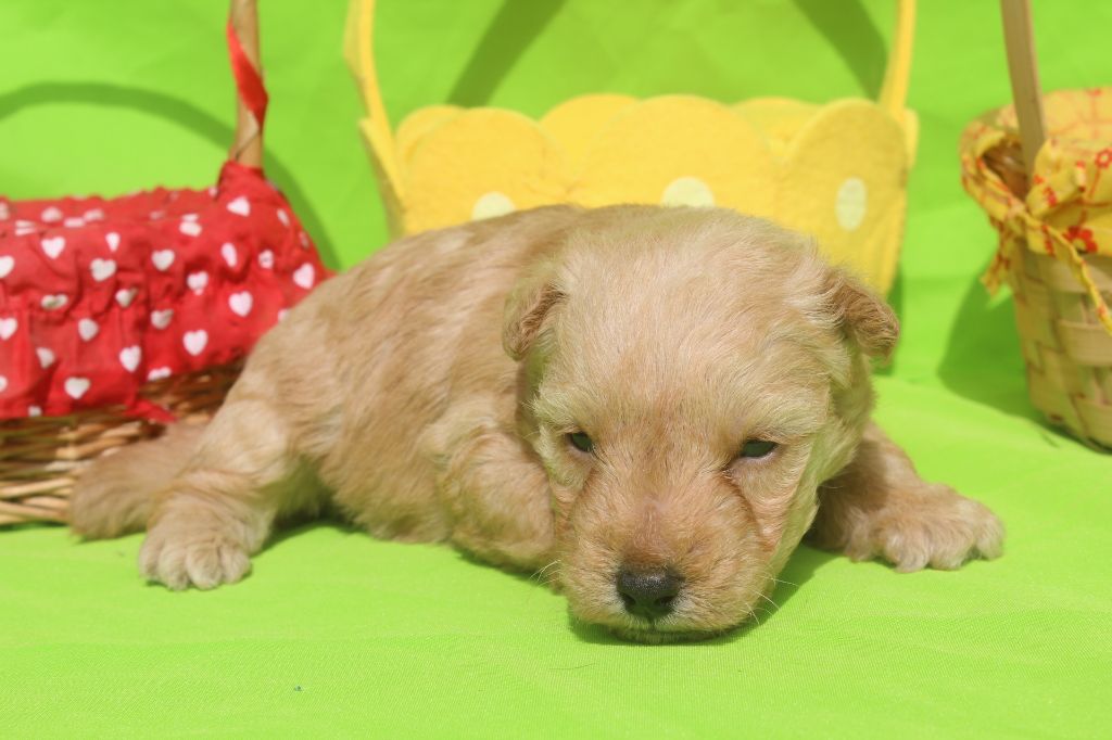 of caniland's dream - Chiot disponible  - Lakeland Terrier