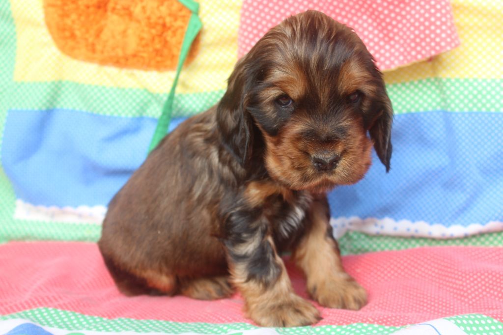 of caniland's dream - Chiot disponible  - Cocker Spaniel Anglais