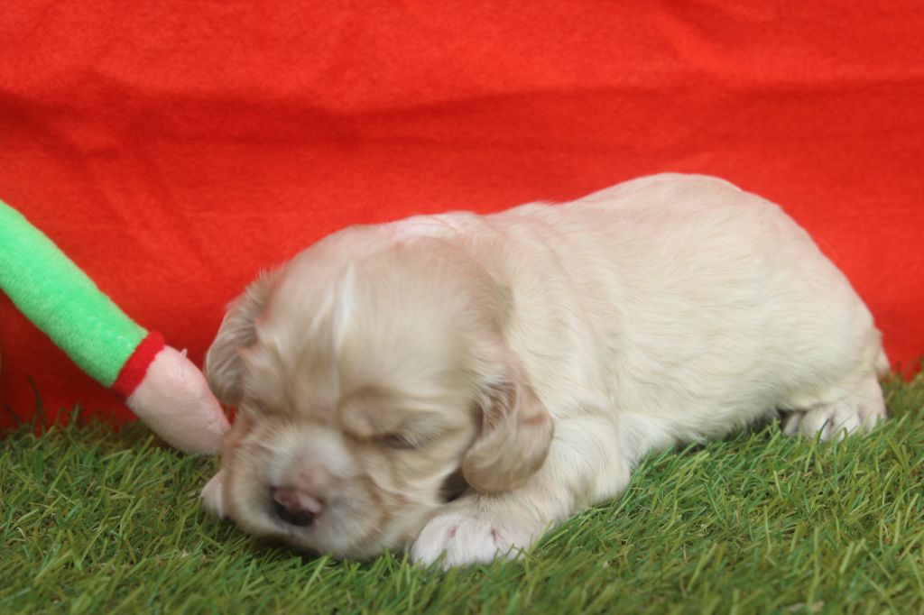 of caniland's dream - Chiot disponible  - American Cocker Spaniel