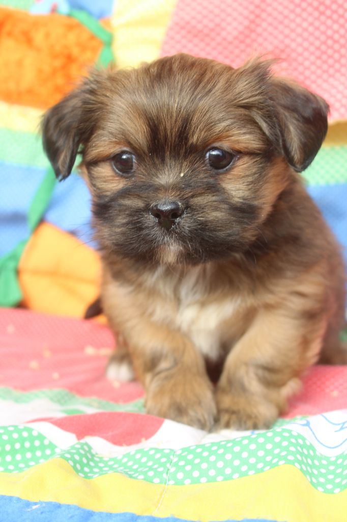 of caniland's dream - Chiot disponible  - Lhassa Apso