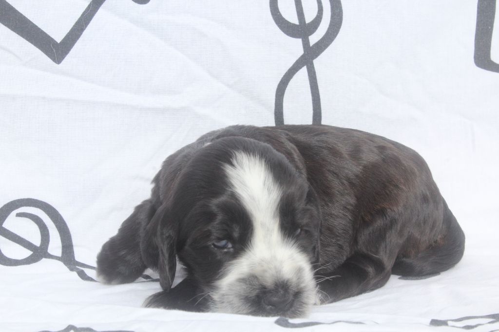 of caniland's dream - Chiot disponible  - Cocker Spaniel Anglais