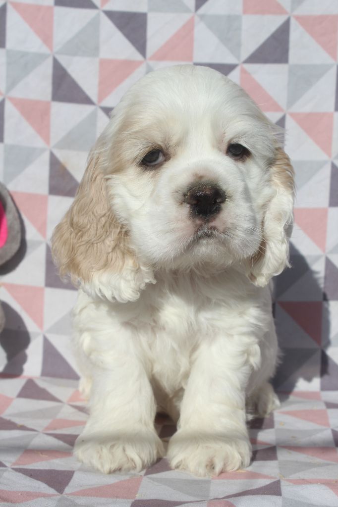 of caniland's dream - Chiot disponible  - American Cocker Spaniel