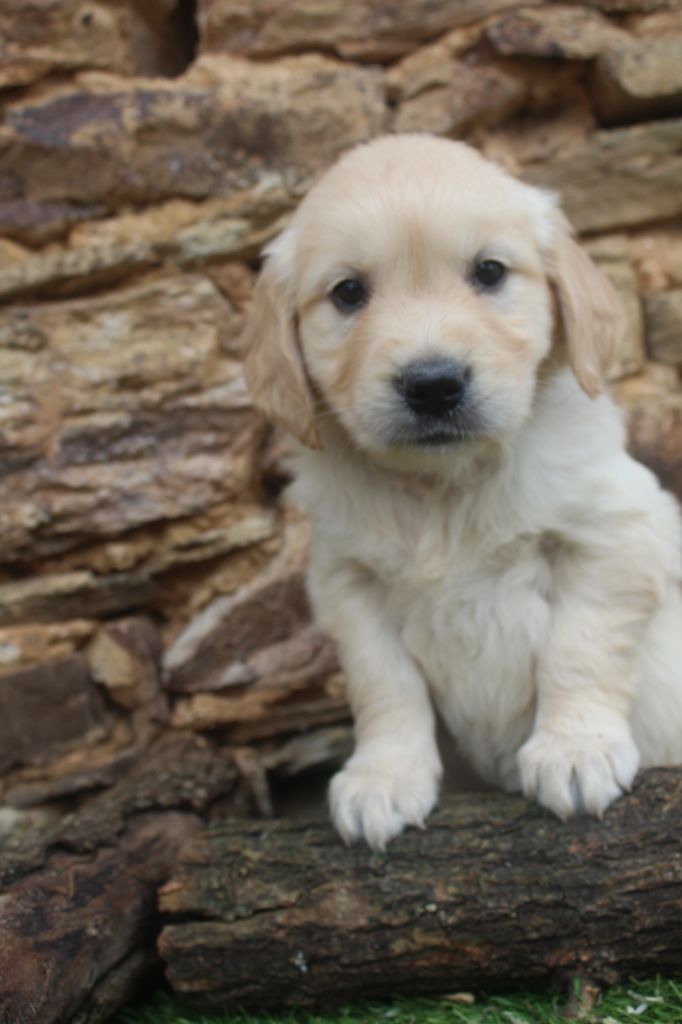 of caniland's dream - Chiot disponible  - Golden Retriever