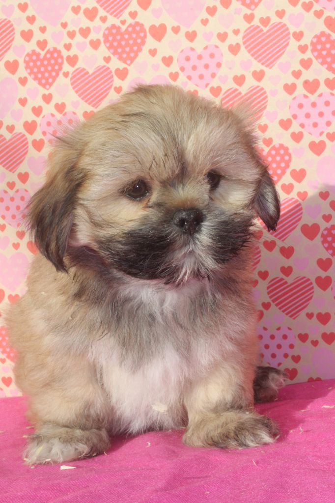 of caniland's dream - Chiot disponible  - Lhassa Apso