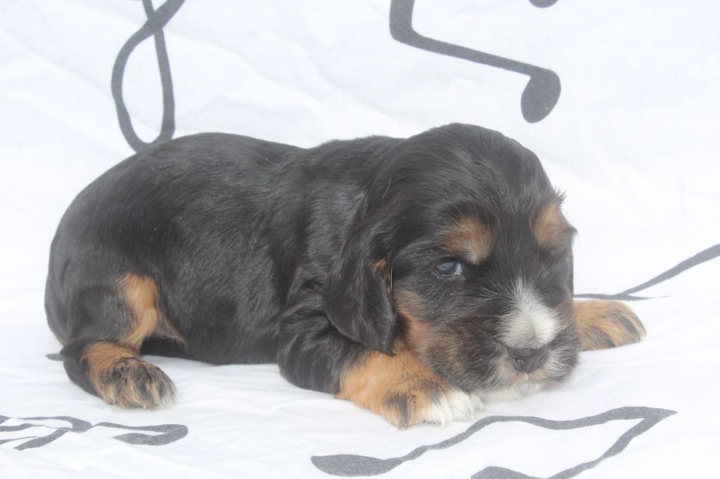 of caniland's dream - Chiot disponible  - Cocker Spaniel Anglais