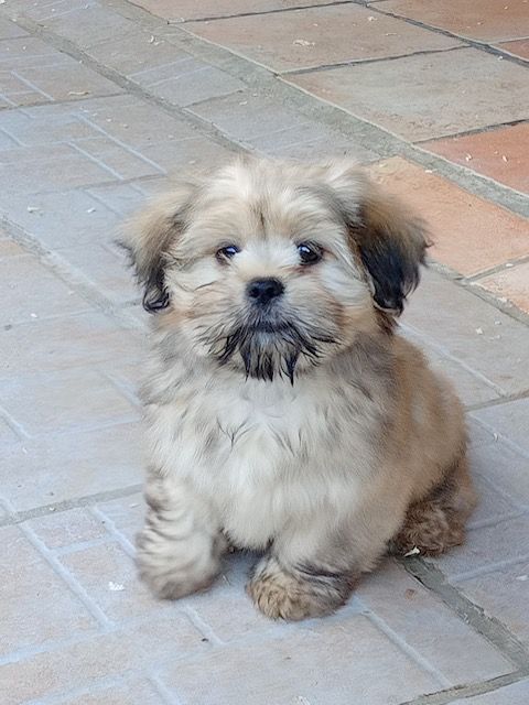 of caniland's dream - Chiot disponible  - Lhassa Apso