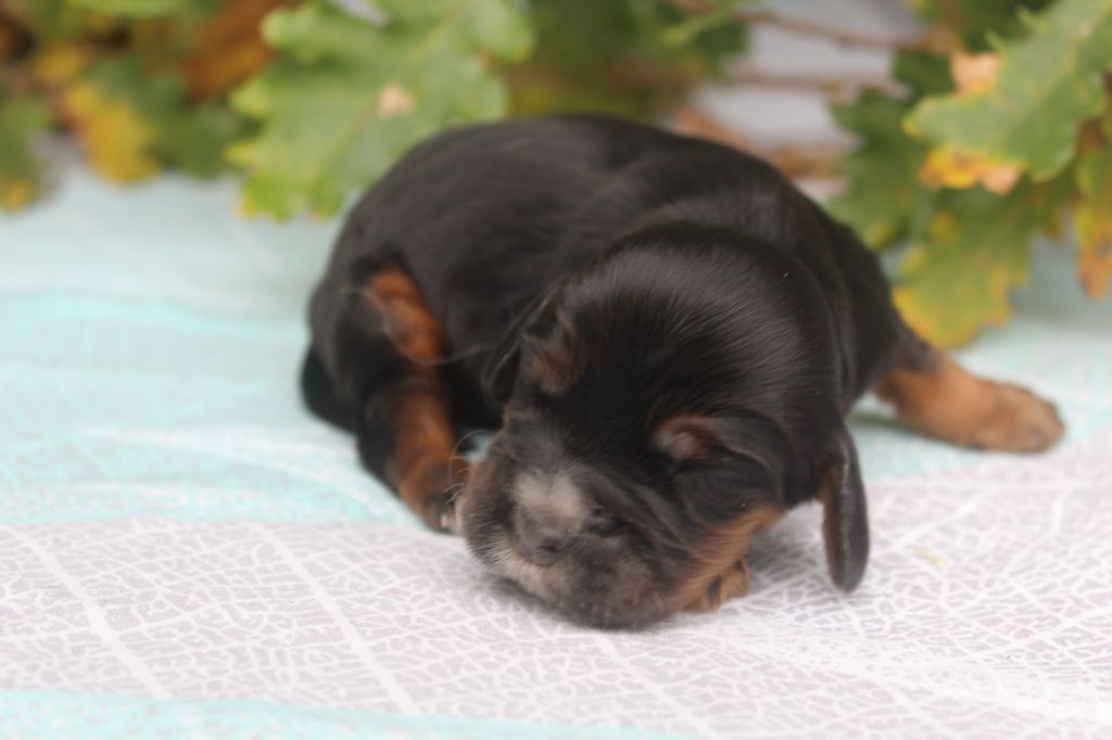 of caniland's dream - Chiot disponible  - Cocker Spaniel Anglais