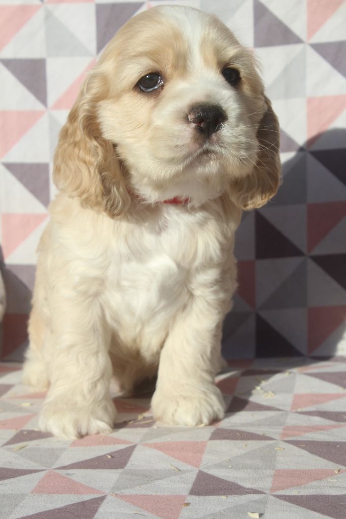 of caniland's dream - Chiot disponible  - American Cocker Spaniel