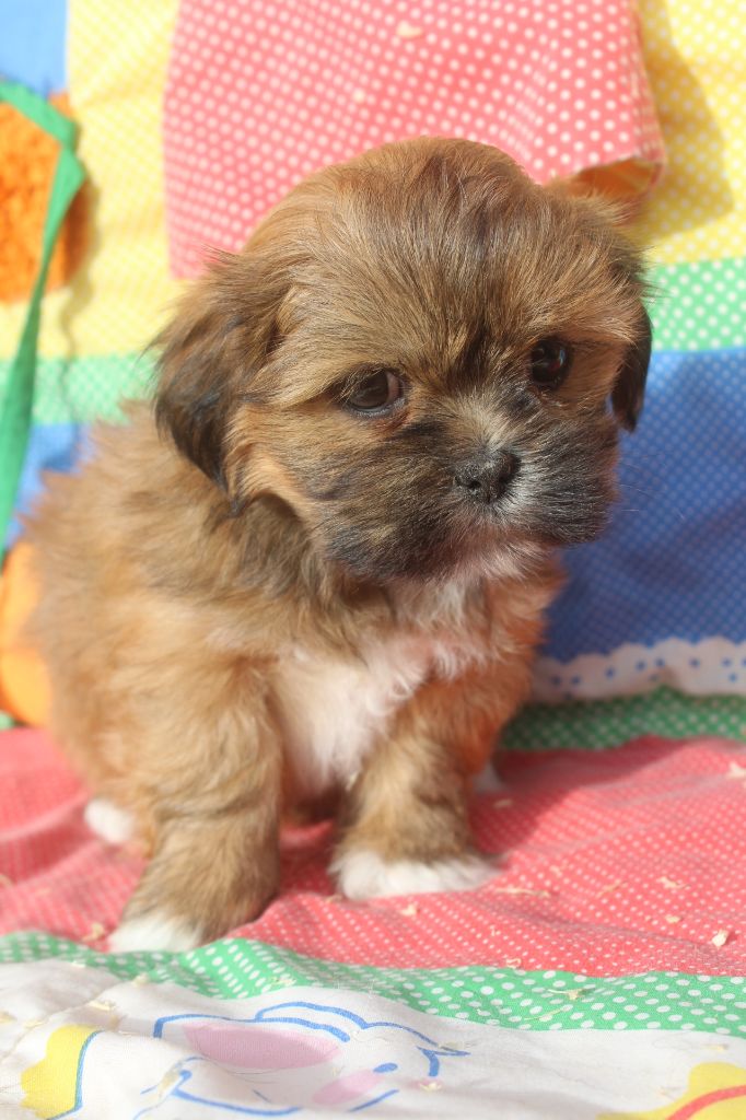 of caniland's dream - Chiot disponible  - Lhassa Apso