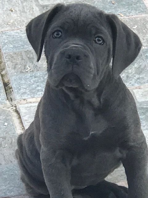 of caniland's dream - Chiot disponible  - Cane Corso