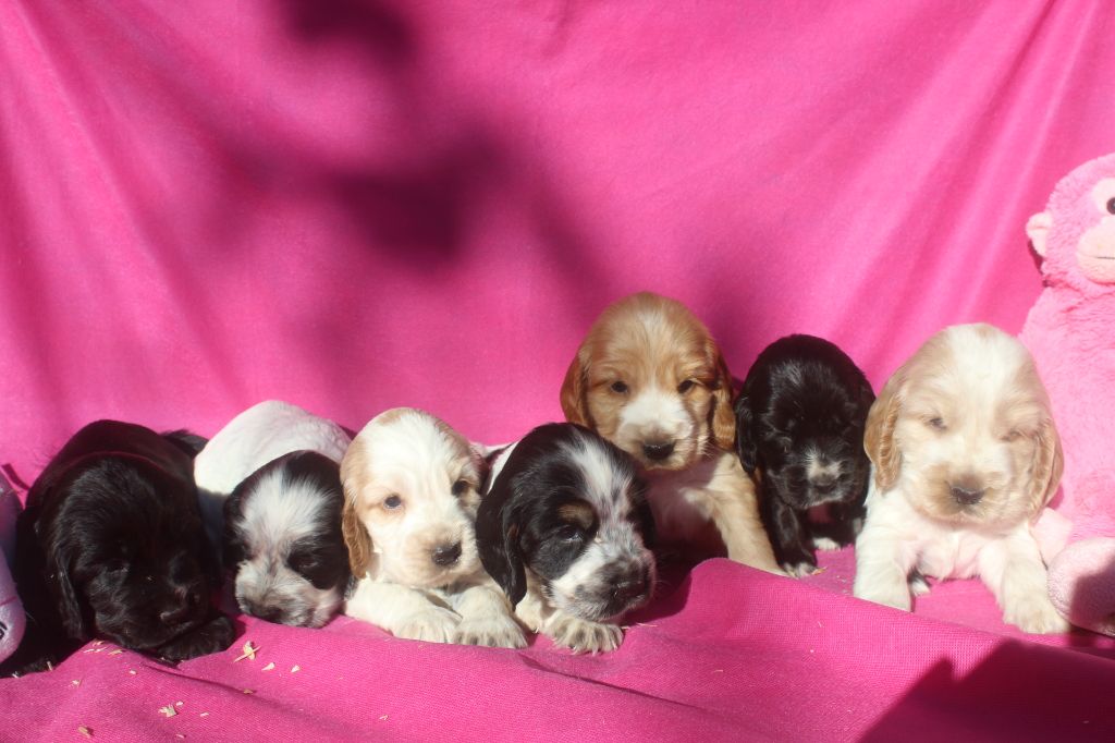 chiot Cocker Spaniel Anglais of caniland's dream