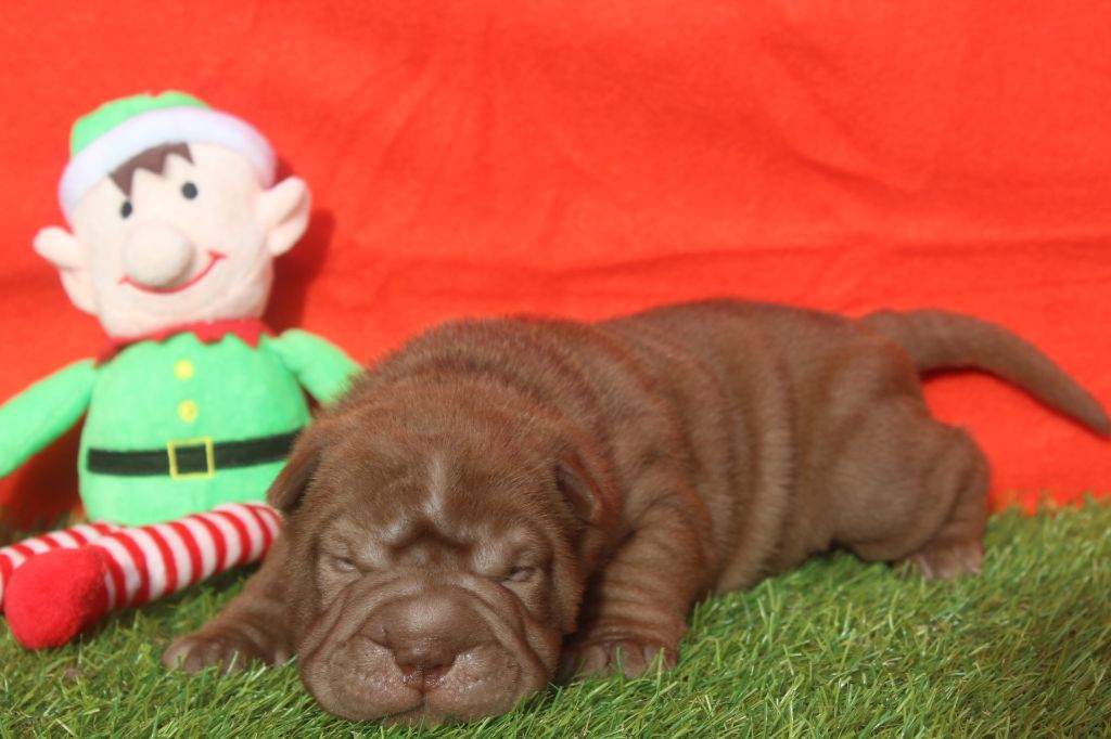 of caniland's dream - Chiot disponible  - Shar Pei