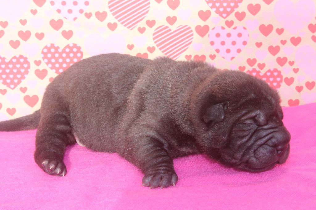 of caniland's dream - Chiot disponible  - Shar Pei