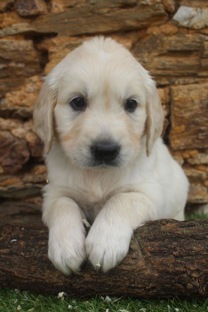 of caniland's dream - Chiot disponible  - Golden Retriever