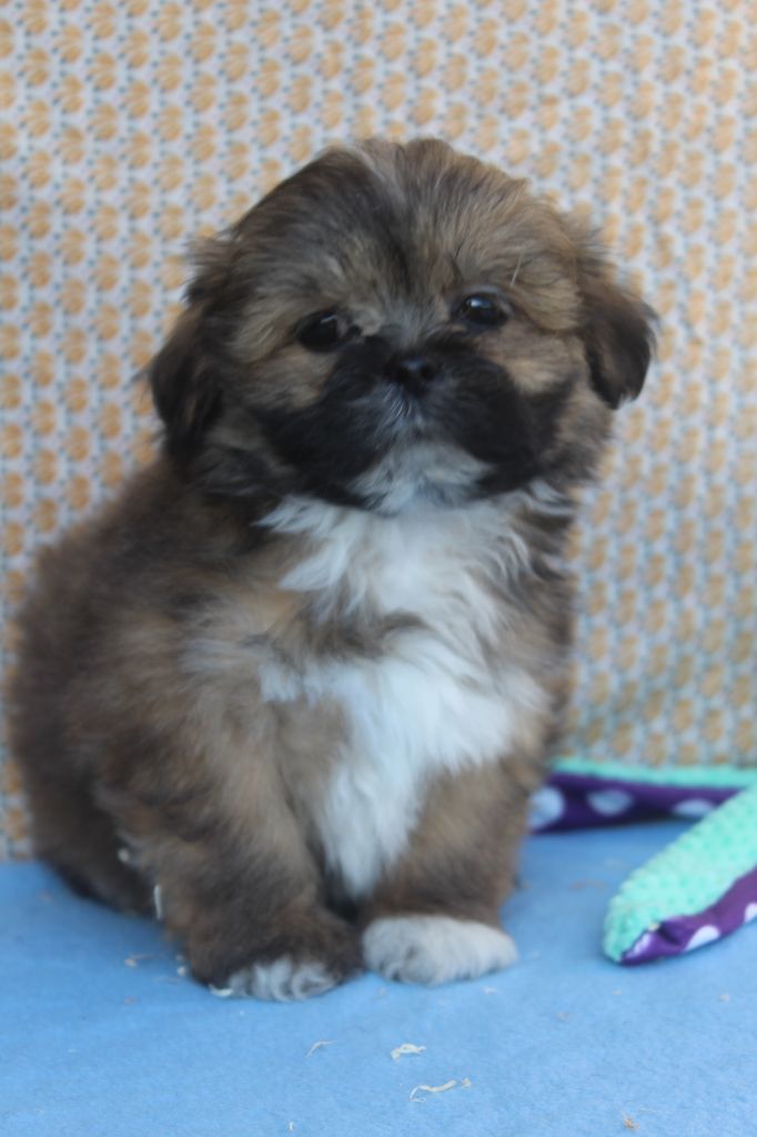 of caniland's dream - Chiot disponible  - Lhassa Apso