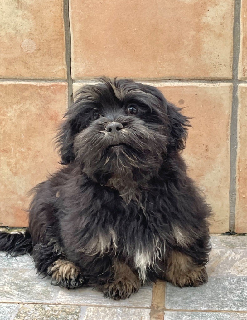 of caniland's dream - Chiot disponible  - Lhassa Apso