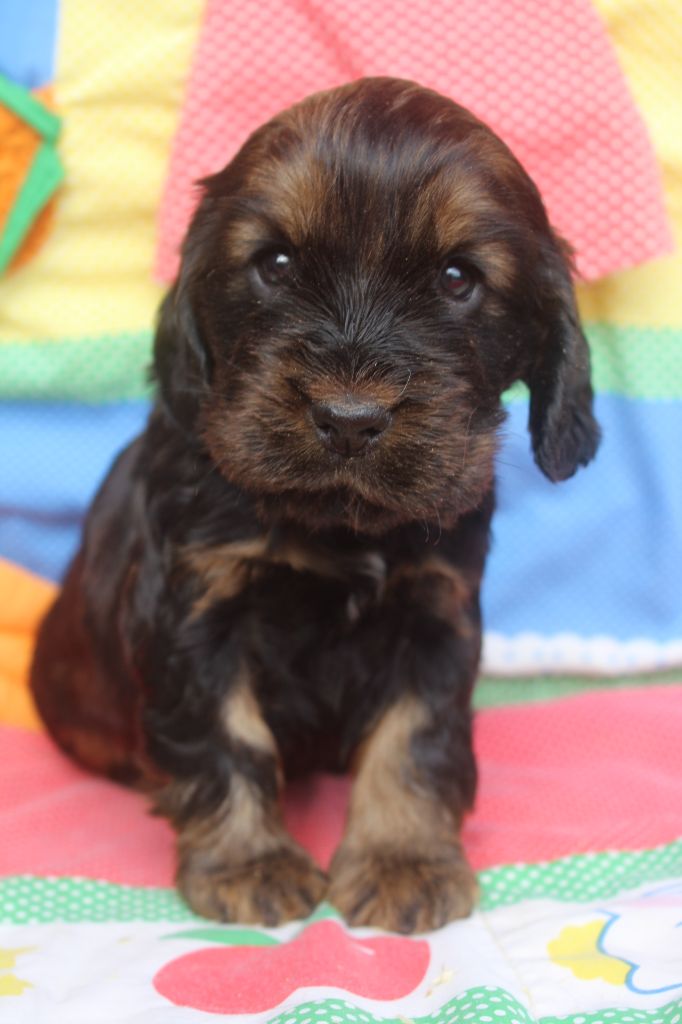 of caniland's dream - Chiot disponible  - Cocker Spaniel Anglais