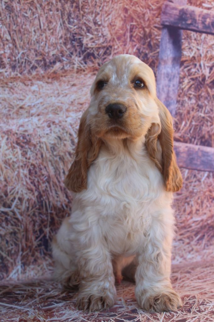 chiot Cocker Spaniel Anglais of caniland's dream