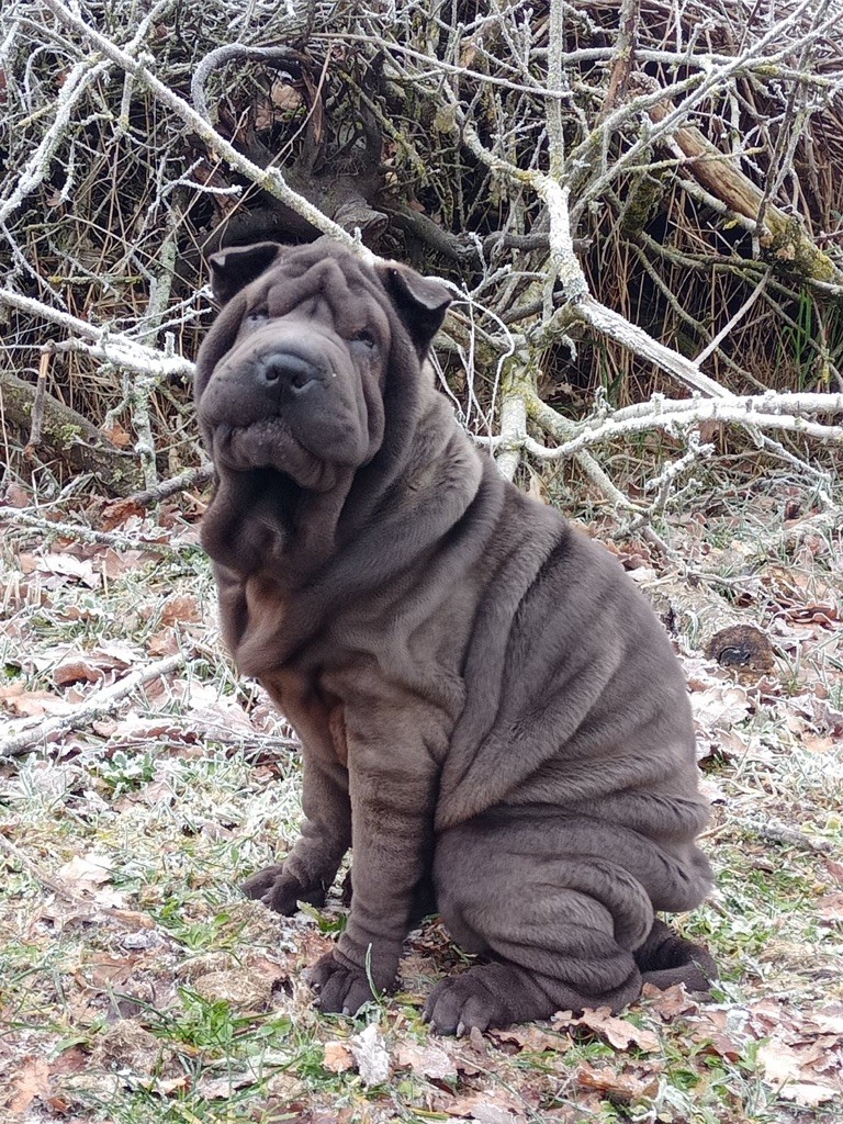 of caniland's dream - Chiot disponible  - Shar Pei