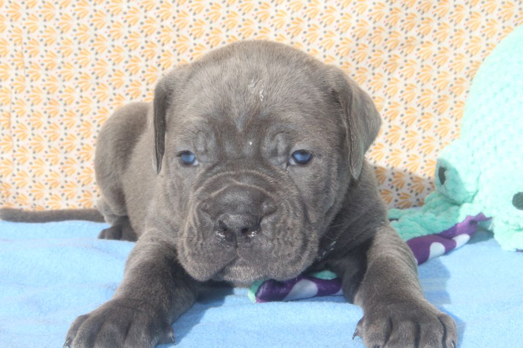 of caniland's dream - Chiot disponible  - Cane Corso