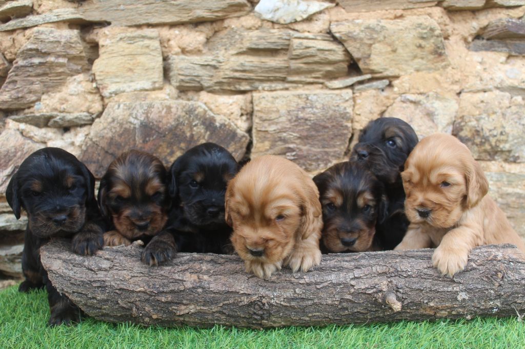 chiot Cocker Spaniel Anglais of caniland's dream