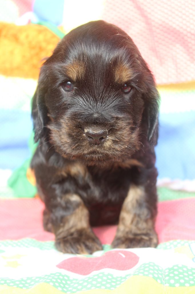 of caniland's dream - Chiot disponible  - Cocker Spaniel Anglais