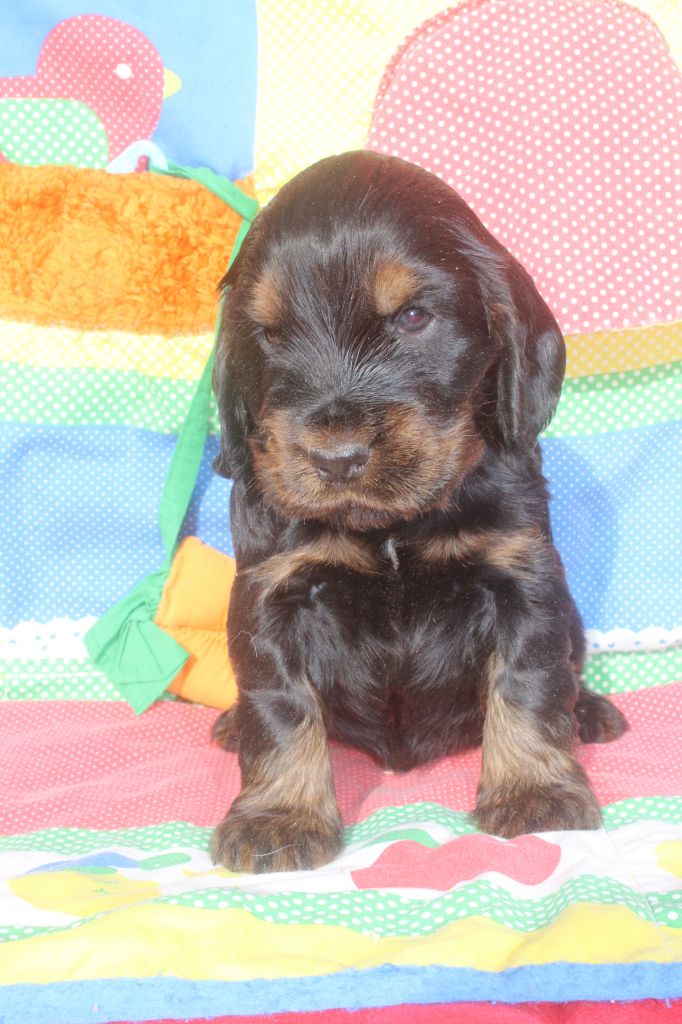 of caniland's dream - Chiot disponible  - Cocker Spaniel Anglais