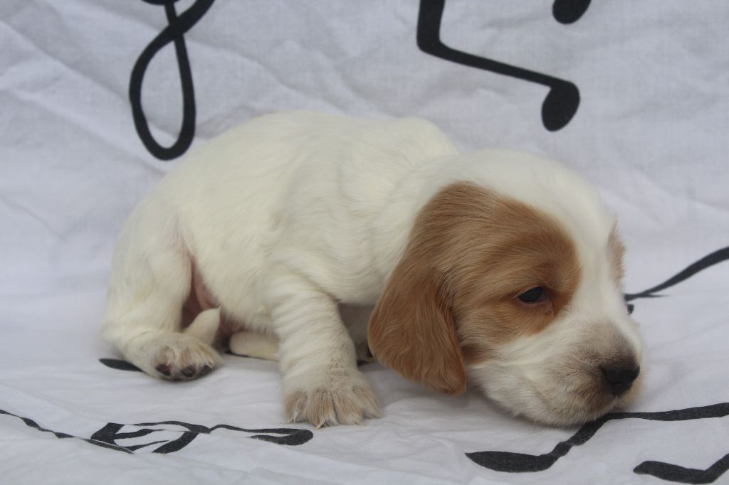 of caniland's dream - Chiot disponible  - Cocker Spaniel Anglais