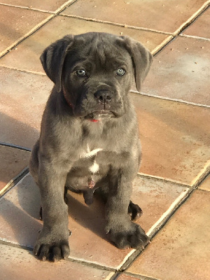 Male gris bleu (collier rouge)