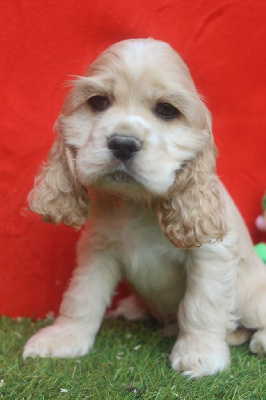 MALE BLOND collier rose