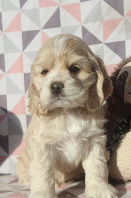 MALE BLOND COLLIER VERT