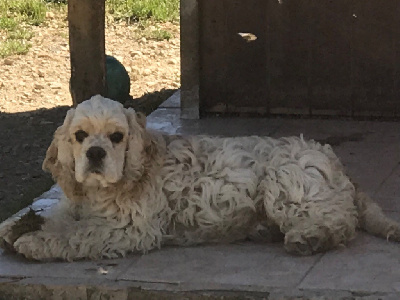 male blond TEDDYBEAR