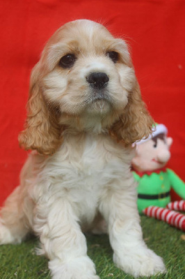 MALE BLOND collier blanc